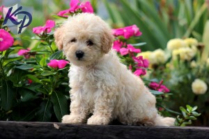 This enjoyable, cute bichon poodle is sitting on a ledge while enjoying the sun.