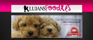 If you're near Long Island, you should go to Lujan's Poodles! Lujan's Poodles is an AMAZING place where you can purchase poodles.
